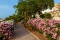 The pathway is surrounded by flowers on the sides Royalty Free Stock Photo
