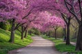 A pathway, surrounded by trees with pink flowers, leading through a serene natural landscape, A spring harmony of blossoming Royalty Free Stock Photo