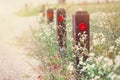 Pathway surrounded with wild flowers and grass with wooden safety posts