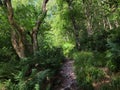 Pathway though dense green forest surrounded by dense ferns grass and trees in summer sunlight Royalty Free Stock Photo