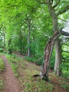 Pathway though woodland in summer with a split broken old tree trunk and bright green foliage