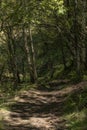 Pathway throughout the forest with sun rays reflected on the floor. Track in the forest Royalty Free Stock Photo