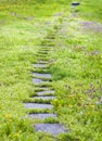 Pathway thru chamomiles and dandelions