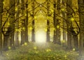 Pathway thru a gingko forest leading to a mysterious smoky entrance Royalty Free Stock Photo