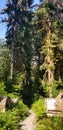 Pathway Thru the Hoh Rain Forest