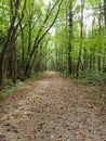 Pathway thru mountian forest