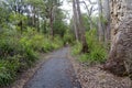 Pathway through tingle trees near the tree tops walkway at Walpole Western Australia in autumn. Royalty Free Stock Photo