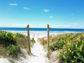 Pathway to empty paradise white sand beach with fence posts and yellow flowers leading the way in New Zealand Royalty Free Stock Photo