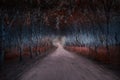 Pathway to the mysterious forest,Fantasy picture