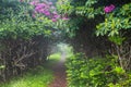 Pathway to Roan Mountain Rhododendron Gardens