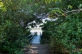 Pathway to small wooden dock in lake, covered in vegetation. Lake can be seen in the background. Marapendi Lagoon, Rio Royalty Free Stock Photo