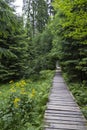 pathway to Velke Mechove Jezirko, Jeseniky Mountains, Czech Republic Royalty Free Stock Photo