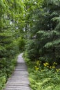 pathway to Velke Mechove Jezirko, Jeseniky Mountains, Czech Republic Royalty Free Stock Photo