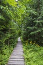 pathway to Velke Mechove Jezirko, Jeseniky Mountains, Czech Republic Royalty Free Stock Photo