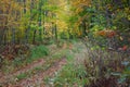 A pathway or trail thorough the autumn forest. Royalty Free Stock Photo