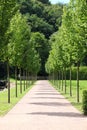 Pathway between the trees