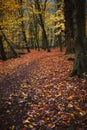 Pathway between trees covered with fallowed golden leaves on the ground in a beautiful autumn forest Royalty Free Stock Photo