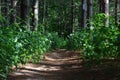 Pathway trees and forest shades