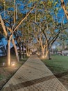 Pathway, trees and lights