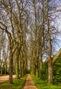 Pathway through trees