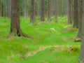 Fairy tale forest in GÃÂ³ry Stolowe in Poland.