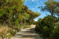 Pathway through tropical looking trees and vegetation in Dorset, Uk Royalty Free Stock Photo