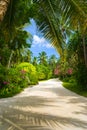 Pathway in tropical park Royalty Free Stock Photo