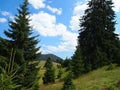 A pathway trough dense pine fores