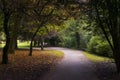 Pathway under trees