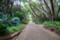 Pathway under trees. Lush green scenery. Biodiverse environment with numerous species Royalty Free Stock Photo