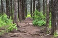 Pathway Through the Understory of Tall Trees