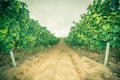 Pathway in the vineyard n a gloomy day