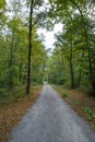 Pathway walking path in the forest in autumn