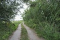 Pathway winding through the countryside, skirting a reed bed Royalty Free Stock Photo