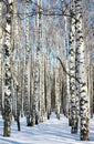 Pathway in winter birch forest on blue sky