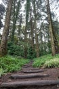 Pathway of wooden log stairs into the forest Royalty Free Stock Photo