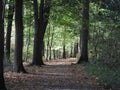 Pathway through the woods in autumn Royalty Free Stock Photo