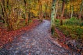 Pathway through woods Royalty Free Stock Photo