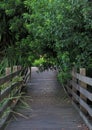 Pathway in the woods with trees in the way