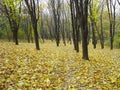 Pathway through yellow autumn maple forest Royalty Free Stock Photo
