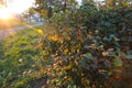 Pathways flanked by leafy edge and bushes, going through a lush flowered garden on sundown in Marvao. An amazing