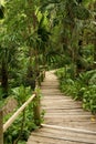 Pathways in the jungle