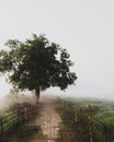 Pathways through the misty fields