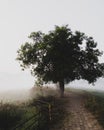 Pathways through the misty fields