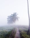 Pathways through the misty morning