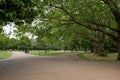 Pathways to the park, tree with extremely long branches. Finsbury Park