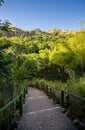 Pathways through a tropical garden