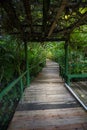 Pathways through a tropical garden