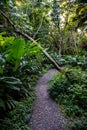 Pathways through a tropical garden