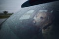 Patience dog waiting in car during heavy rain Royalty Free Stock Photo